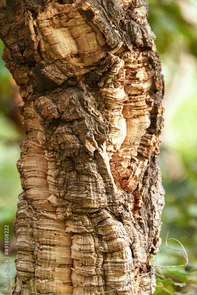Naklejka premium The trunk of a cork tree. Closeup