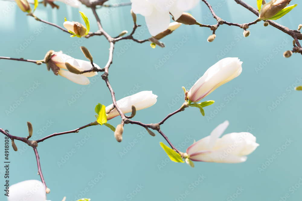 Fototapeta premium White magnolia on a blue background