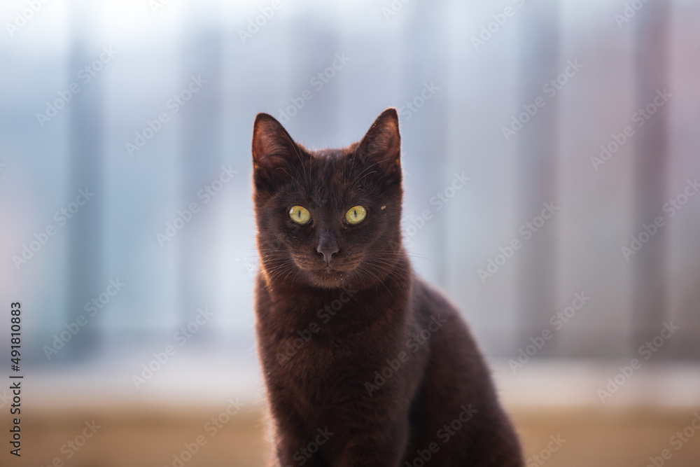 cute cat feeding with cat food on the ground. curious cat looking at the camera. cute cat feeding with cat food on the ground. curious cat looking at the camera.