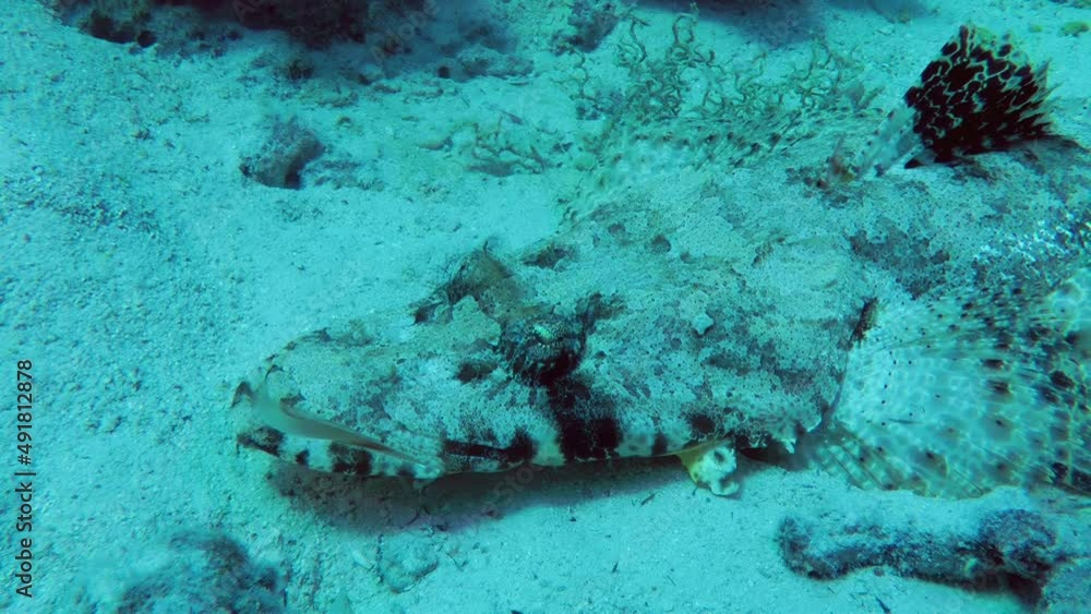 Tentacled Flathead (Papilloculiceps longiceps) lies on a sandy bottom, side view, close-up. Tentacled Flathead (Papilloculiceps longiceps) lies on a sandy bottom, side view, close-up.