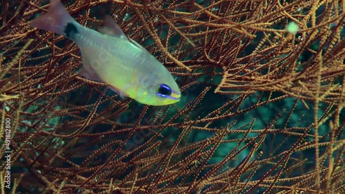 Orangelined cardinalfish (Archamia fucata) hiding among the branches of the gorgonian coral, extreme close-up. photo