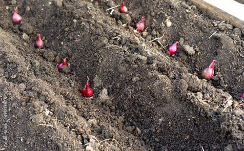Planting onion seeds in the soil. Close-up view of garden bed. Shallow depth of field. photo
