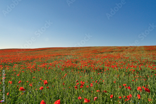 green and red beautiful poppy flower field background