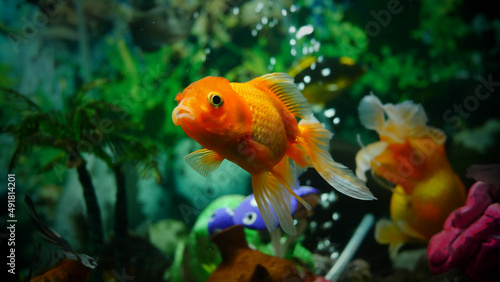 goldfish swimming in the aquarium with clear water, looks very beautiful 