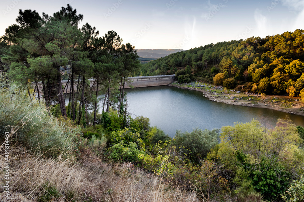 Weed, pines and Pajarero reservoir, early in the morning. Sierra de Gredos. Avila. Spain. Europe.