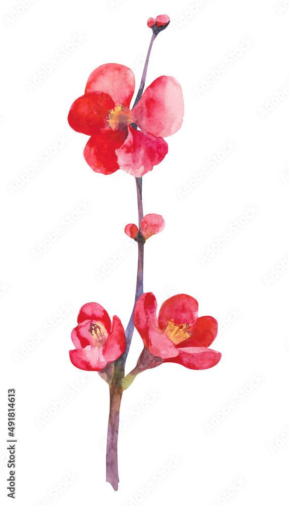 Chaenomeles japonica. Quince watercolor illustration. Hand drawing quince brances and flowers Chaenomeles japonica. Quince watercolor illustration. Hand drawing quince brances and flowers