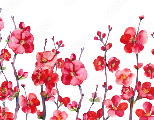 Chaenomeles japonica. Quince watercolor illustration. Hand drawing quince brances and flowers