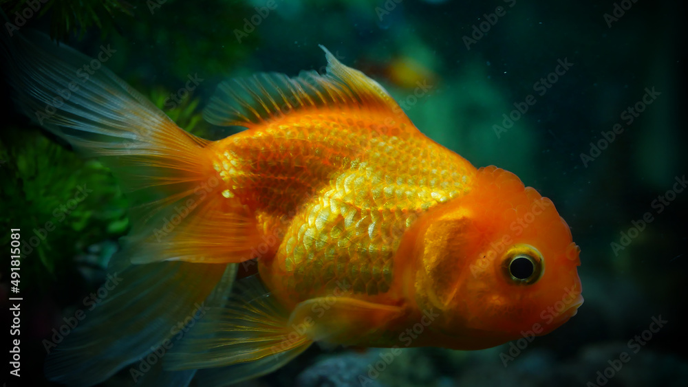 goldfish swimming in the aquarium with clear water, looks very beautiful goldfish swimming in the aquarium with clear water, looks very beautiful