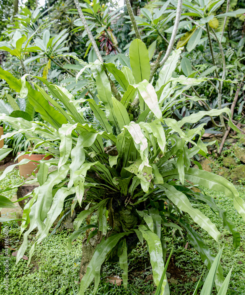 Obraz premium Tropical plant with wide, green, and long leaves. Vibrant green foliage of a lush tropical plant. Tropical plant with large, verdant leaves in the garden
