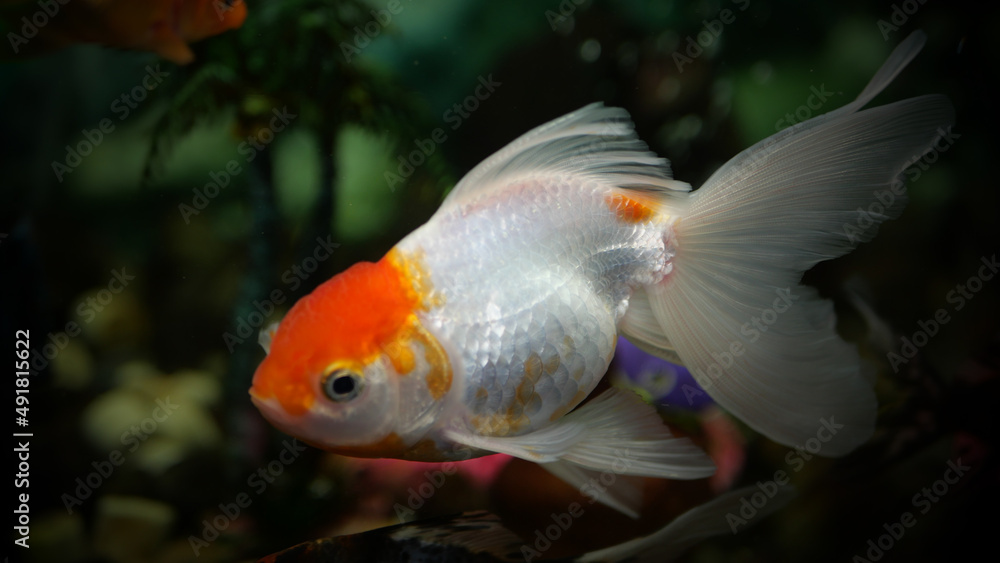 goldfish swimming in the aquarium with clear water, looks very beautiful goldfish swimming in the aquarium with clear water, looks very beautiful