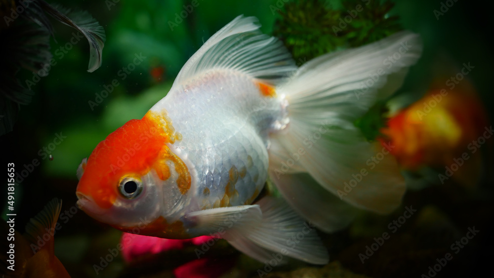 goldfish swimming in the aquarium with clear water, looks very beautiful goldfish swimming in the aquarium with clear water, looks very beautiful
