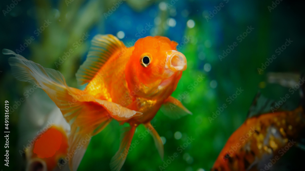 goldfish swimming in the aquarium with clear water, looks very beautiful goldfish swimming in the aquarium with clear water, looks very beautiful