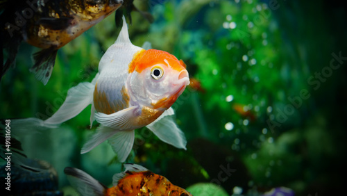 goldfish swimming in the aquarium with clear water, looks very beautiful