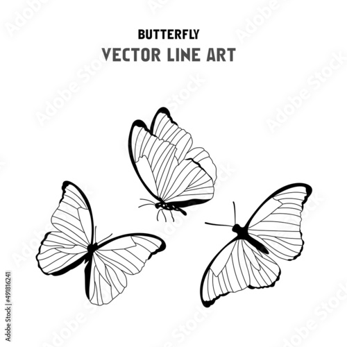 Butterfly vector line art or vector drawing © Rubel