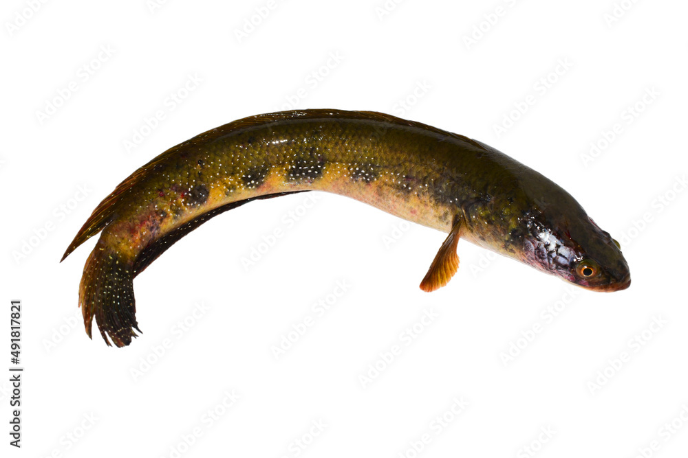 Snakehead fish isolated on white background. Snakehead fish isolated on white background.