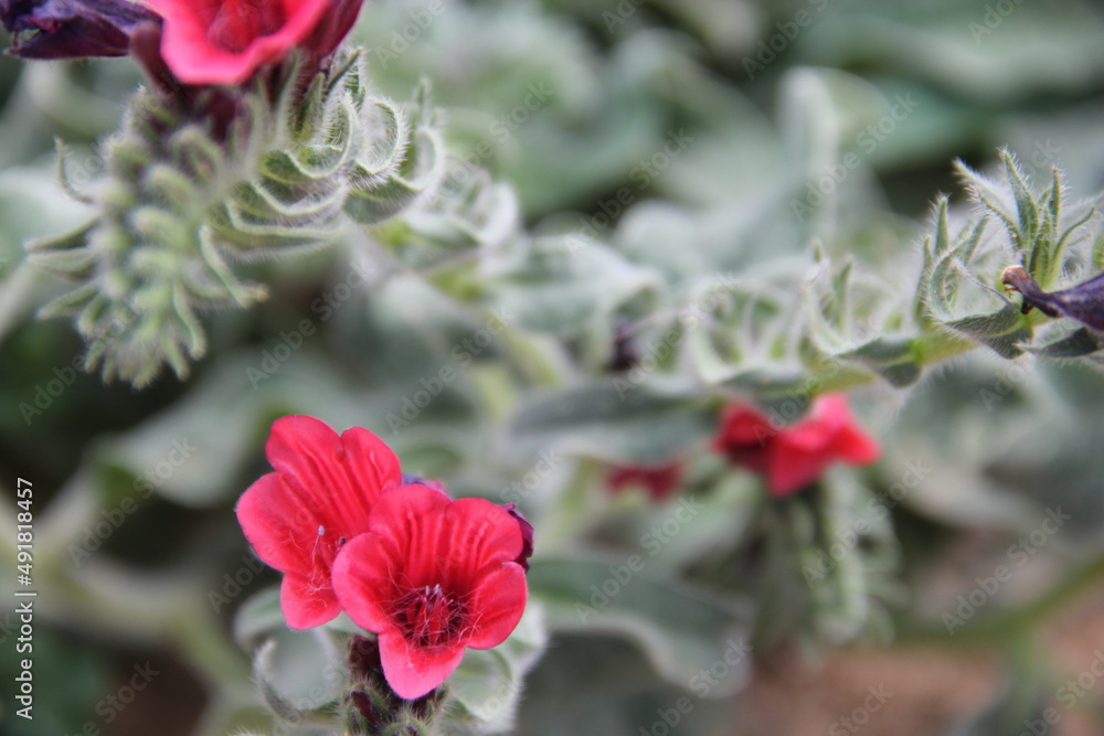 Obraz premium red poppy flower
