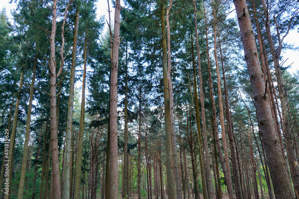 Looking in to a tall pine tree forest Looking in to a tall pine tree forest