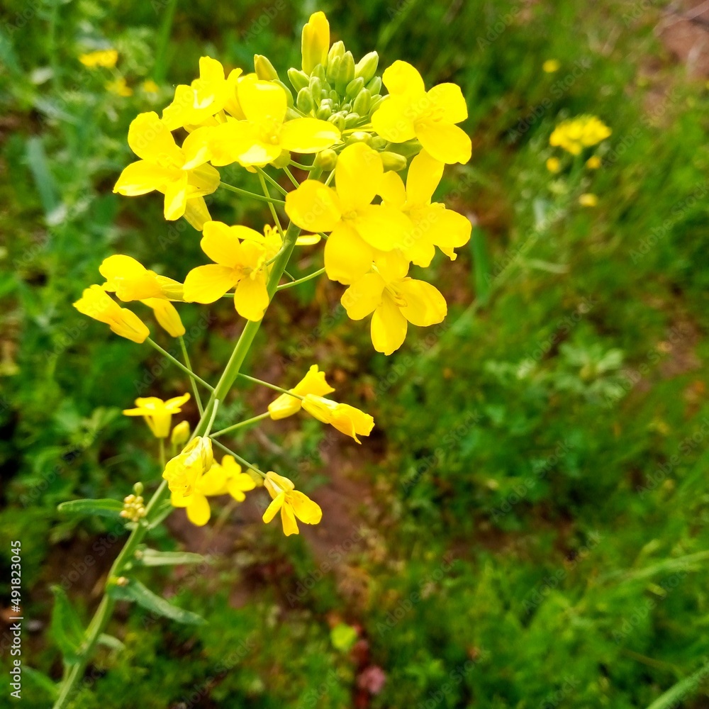 Yellow Flowers of soya been oil Yellow Flowers of soya been oil