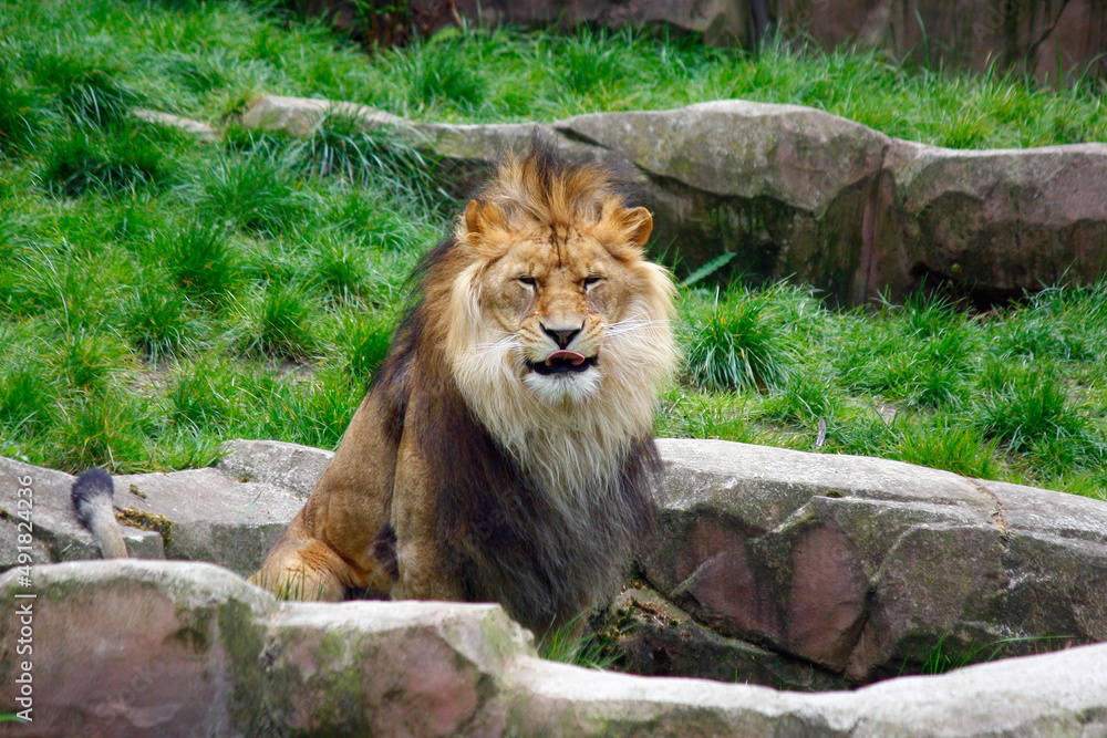 Obraz premium Lion ready to eat
