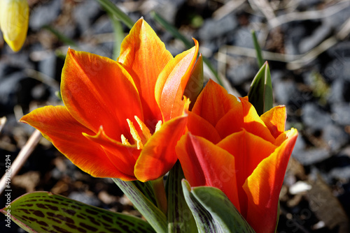 Feuertulpe