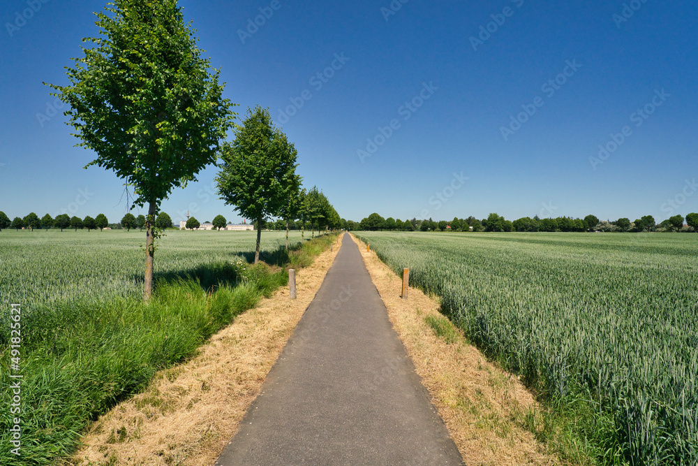 Narrow bike path between trees along wide agriculture fields in Brandenburg