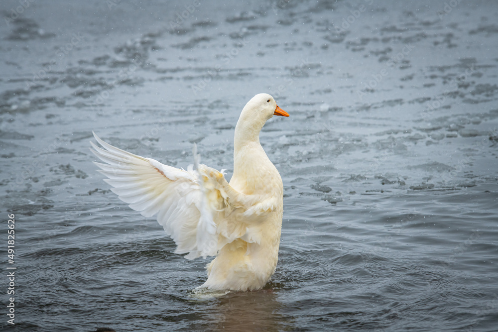 rare wild white duck mutant bathes and cleans on winter lake, wildlife and survival
