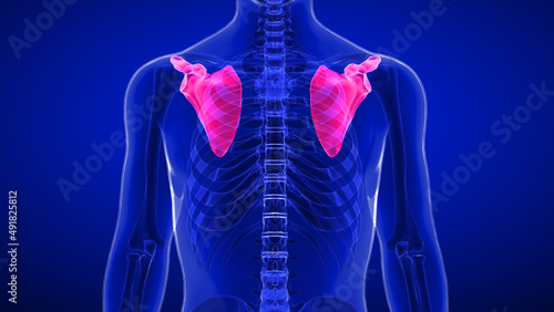 In anatomy, the scapula also known as the shoulder bone, shoulder blade, wing bone, is the bone that connects the humerus with the clavicle .