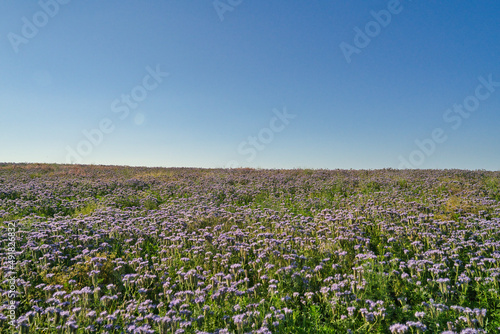 Blue phacelia  Phacelia tanacetifolia Benth  bloom on the plantation in germany in summer