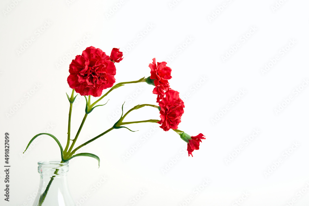 Red carnation bouquet in glass vase on white color background. Copy space. Flower design. Empty text place. Business card. Memorial day. Minimalism. Happy celebration. Holiday decoration. Conceptual Red carnation bouquet in glass vase on white color background. Copy space. Flower design. Empty text place. Business card. Memorial day. Minimalism. Happy celebration. Holiday decoration. Conceptual