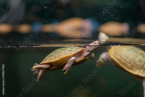 Fototapeta Naklejka Na Ścianę i Meble -  japanese turtle in water, red-eared slider