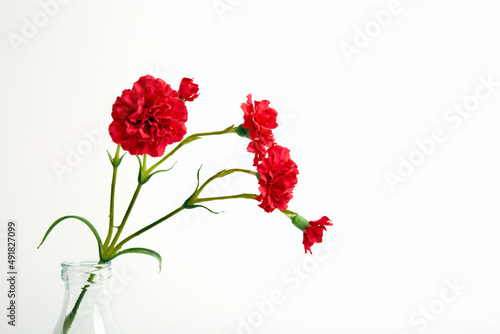Red carnation bouquet in glass vase on white color background. Copy space. Flower design. Empty text place. Business card. Memorial day. Minimalism. Happy celebration. Holiday decoration. Conceptual
