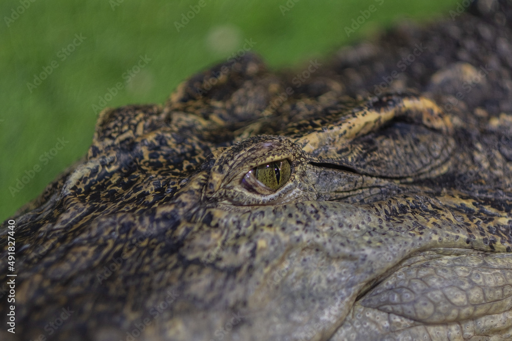 Fototapeta premium crocodile closeup eye, Alligator, Dangerous animal