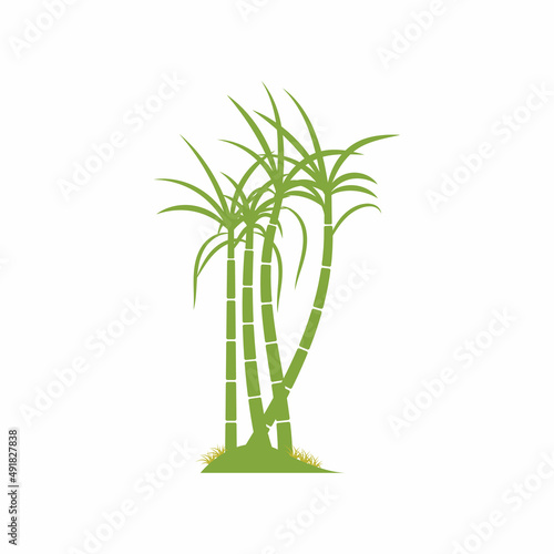 Sugar cane plant logo vector illustration design