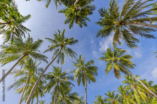 Tropical forest trees background concept. Coconut palms and peaceful blue sky. Exotic summer nature background, green leaves, natural landscape. Summer tropical island, holiday or vacation pattern