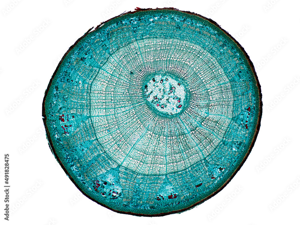 cross section cut slice of plant stem under the microscope ...