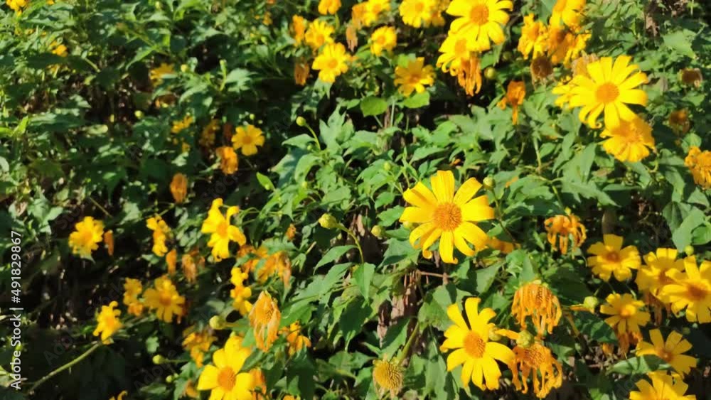 Tree Marigold or Maxican Sunflower which has yellow color bloom on the tree