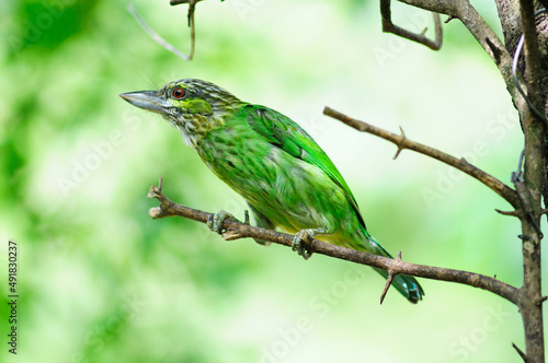 Colorful Bird Green (Green-eared Barbet) in nature
