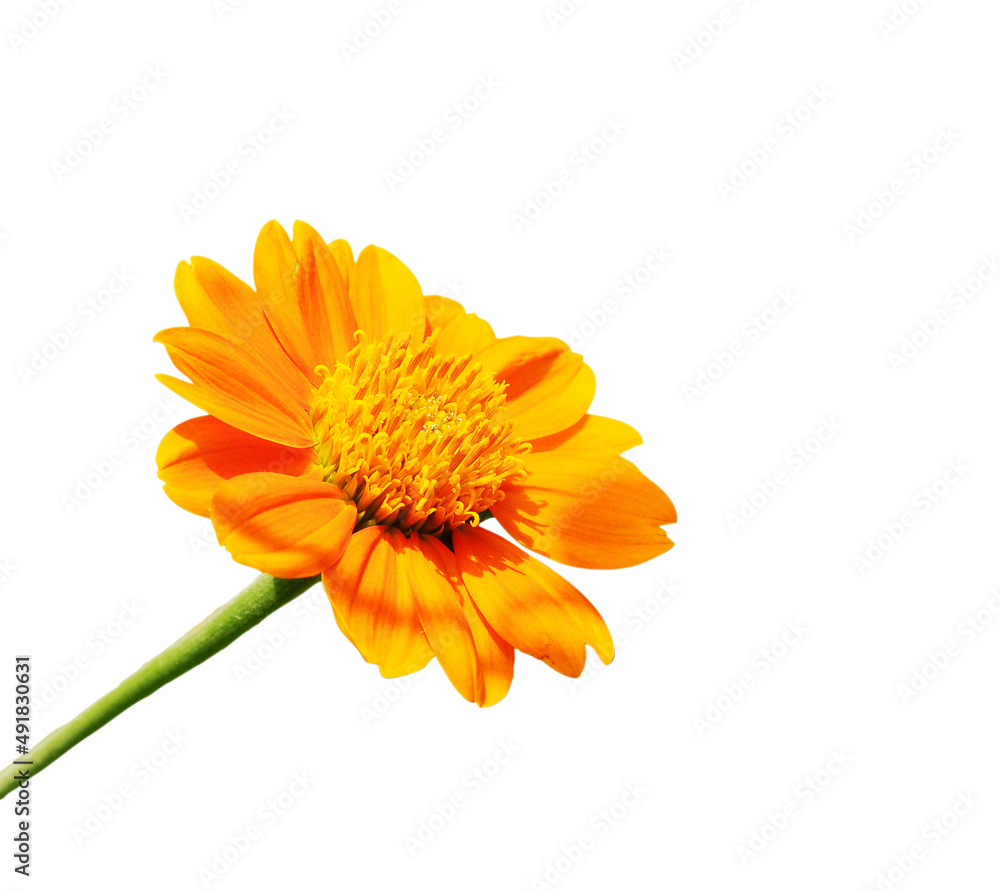 yellow flower isolated on white background yellow flower isolated on white background