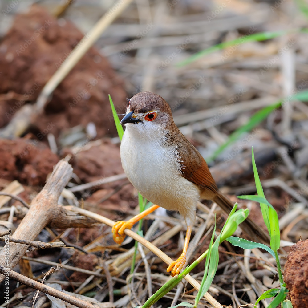 Fototapeta premium Colorful Yellow-eyed Babbler bird in nature