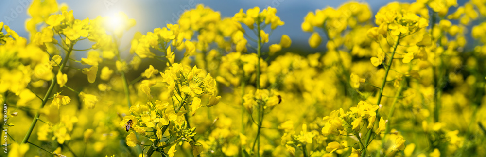 Rape flowers blooming in the spring sun