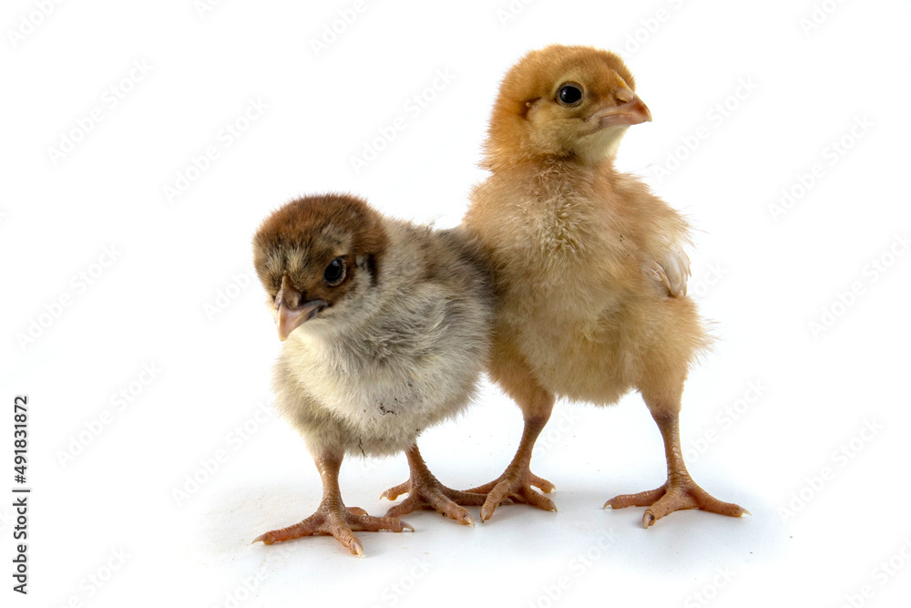 Small chicken isolated on white Small chicken isolated on white