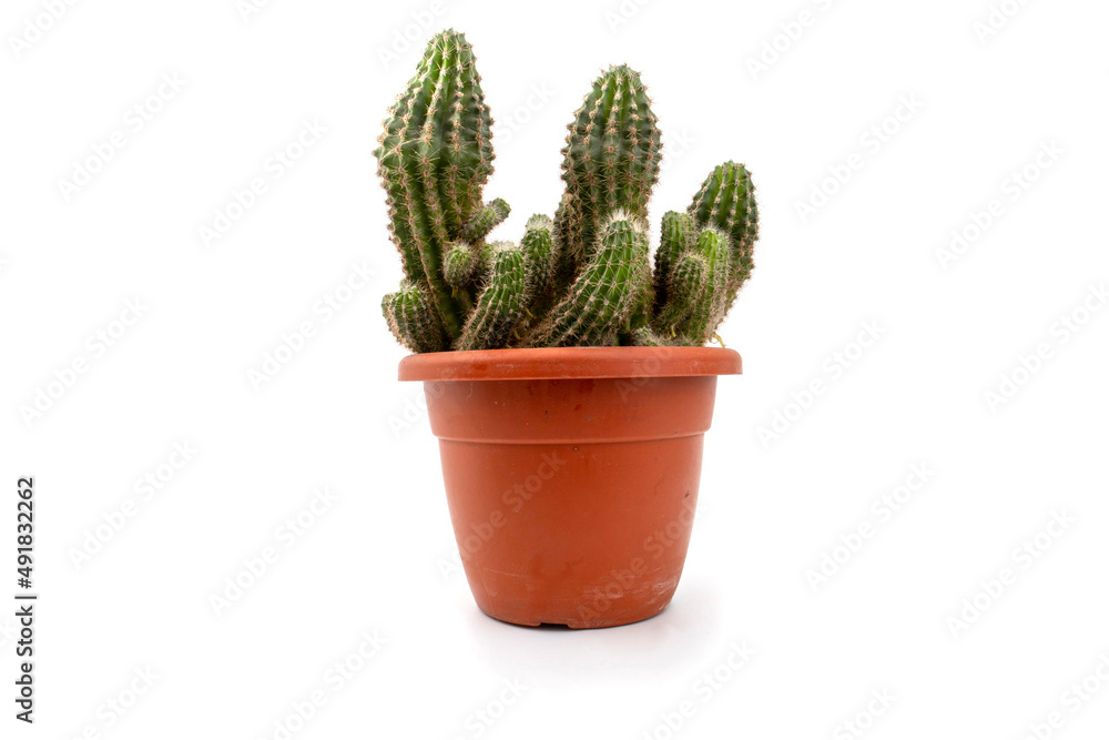 cacti in pot isolated on white cacti in pot isolated on white