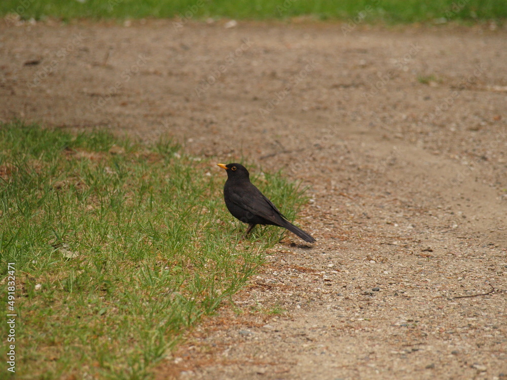 Obraz premium Ptak kos w parku.