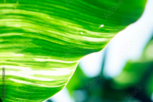 selective focus Spotted banana leaves Leaves of the banana plant alternate green with white. spotted banana leaf background image photo