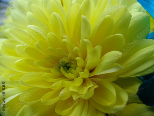 yellow chrysanthemum flower