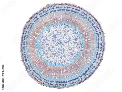 Photos cross section cut slice of plant stem under the microscope – microscopic view of