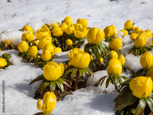 Macro shot of very early spring flowers - cultivar of Winter aconite (Eranthis tubergenii) 'Guinea Gold' surrounded and covered with white snow in sunlight in early spring. Flowers in snow photo