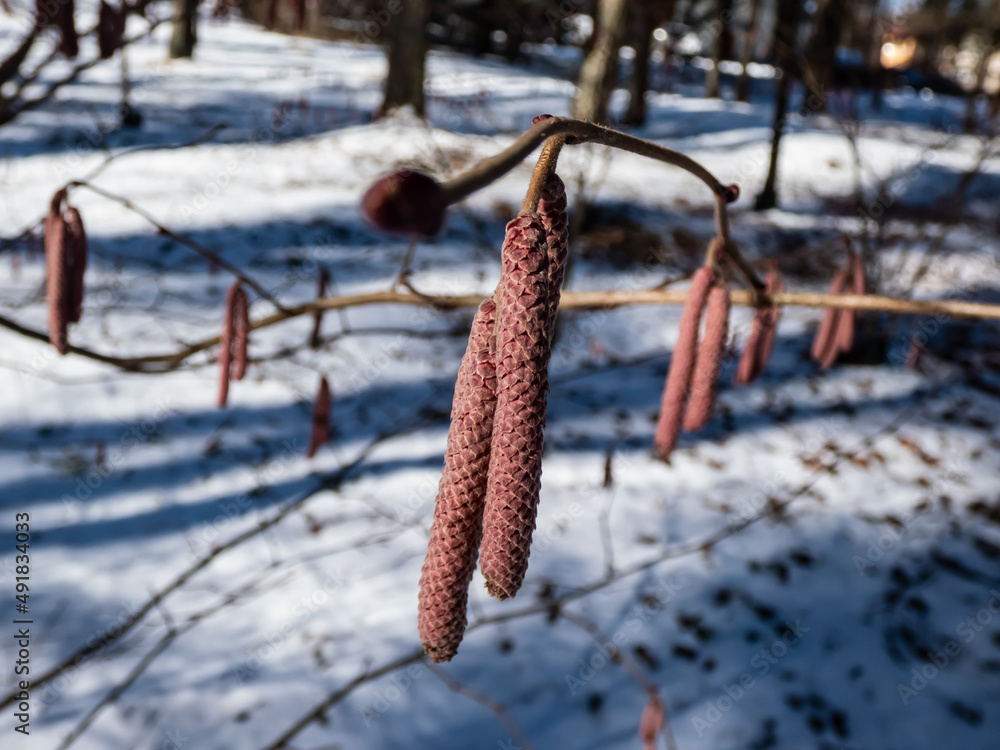 Close-up shot of pink catkins of the hazelnut tree starting to bloom in early spring with white snow in the background. Hazelnuts in bloom Close-up shot of pink catkins of the hazelnut tree starting to bloom in early spring with white snow in the background. Hazelnuts in bloom
