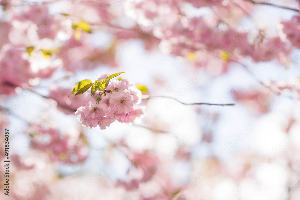 Banner. Cherry blossoms. Spring, nature wallpaper. Sakura in the Japanese garden. Blooming rosebuds on the branches of a tree. Macro photography. Banner. Cherry blossoms. Spring, nature wallpaper. Sakura in the Japanese garden. Blooming rosebuds on the branches of a tree. Macro photography.