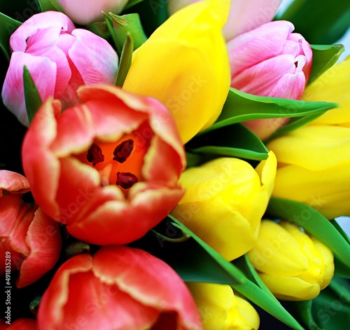 Tulipany kolorowe widok z góry 